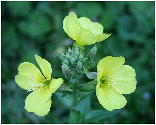 Evening Primrose