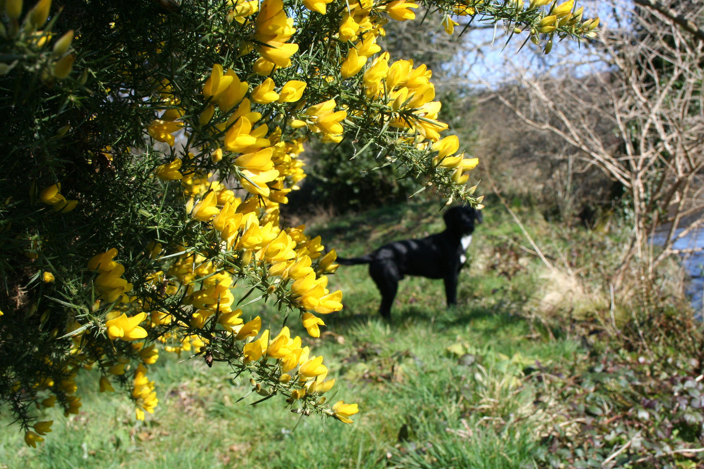Gorse
