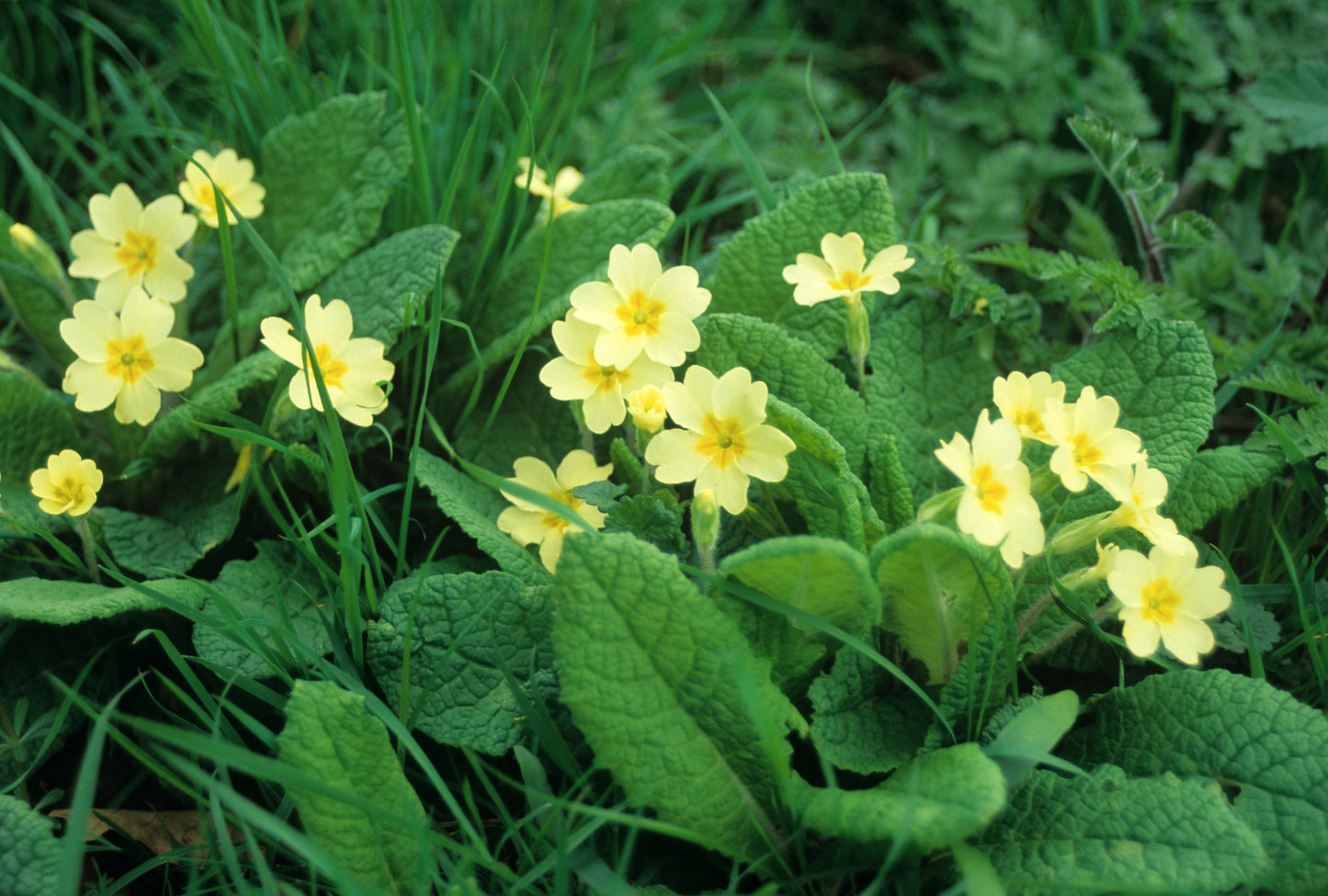 Primrose