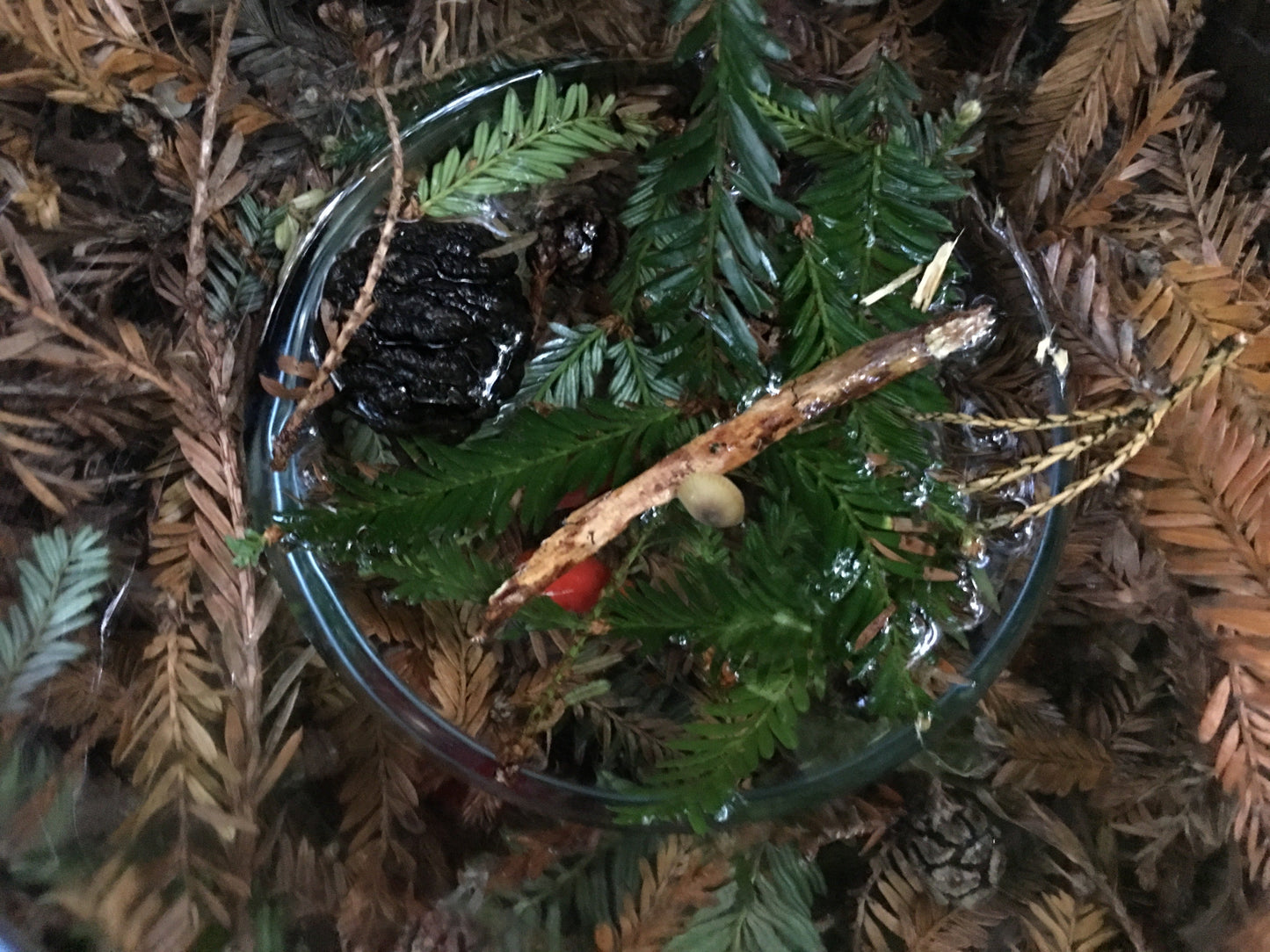 Redwood Pilgrimage Toning