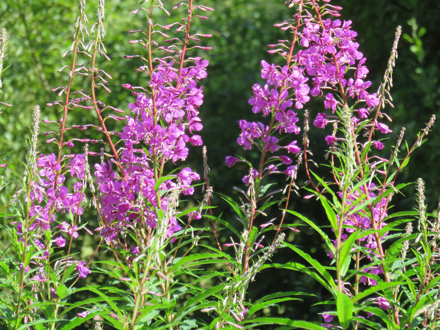 Rose Bay Willow Herb