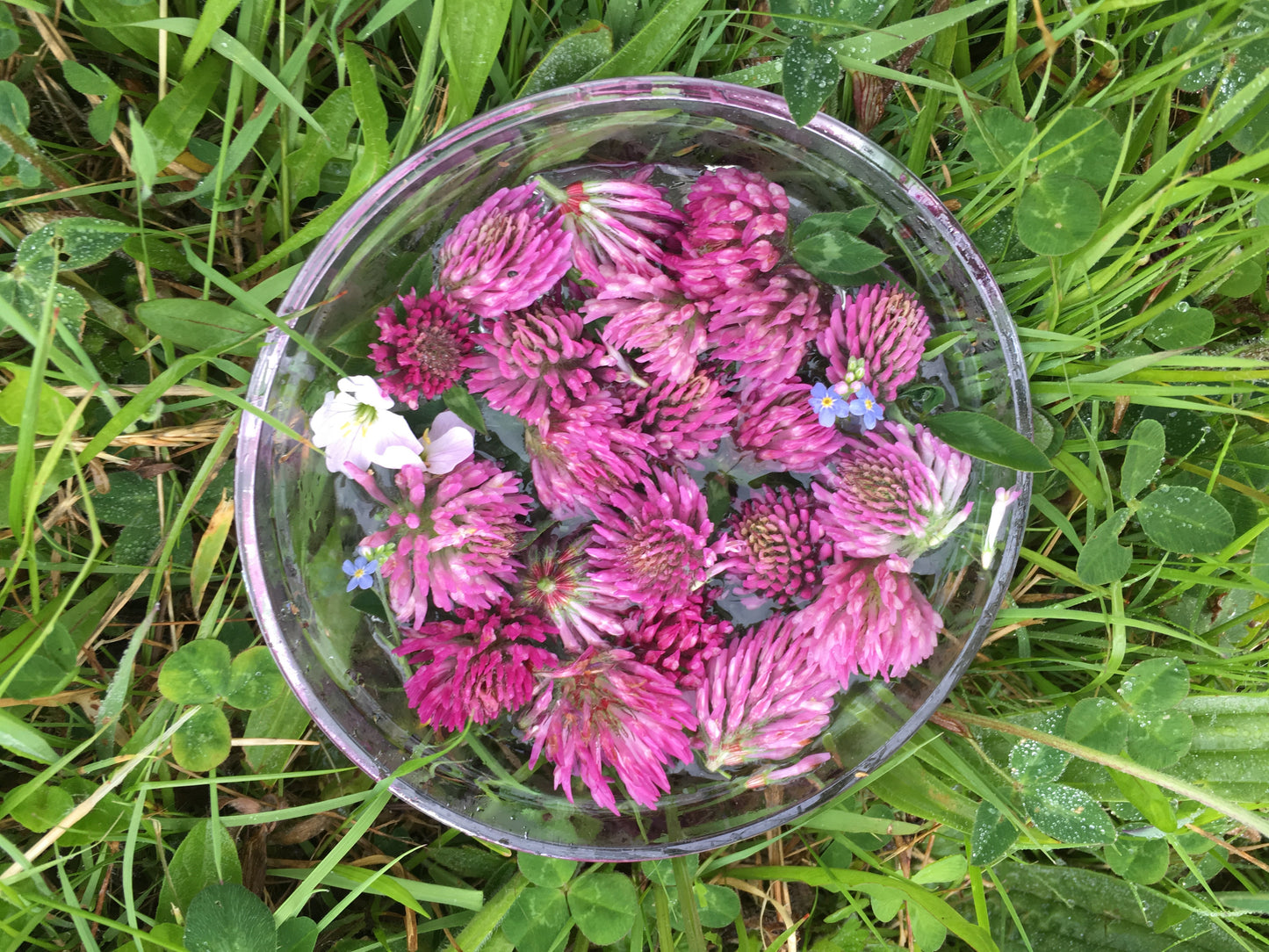 Red Clover (with Forget-me-not & Lady's Smock)