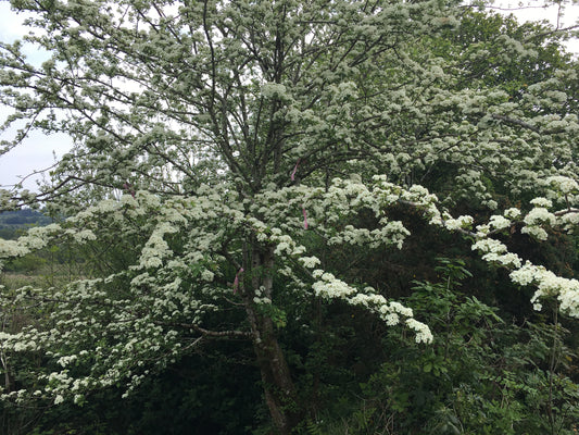 Bealtaine greetings from Derrynagittah!