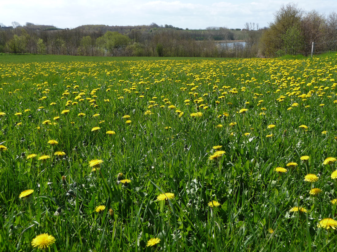 Dandelion in Denmark