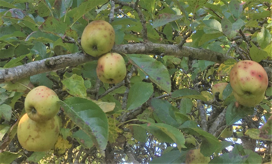 Fruits of Abundance and Beauty