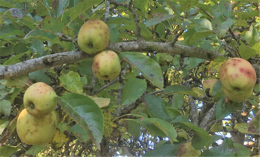 Fruits of Abundance and Beauty