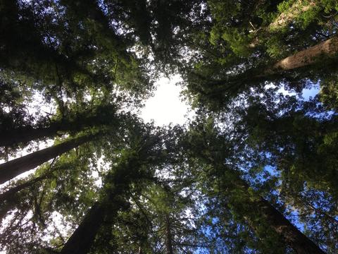 Redwood Initiation 2017