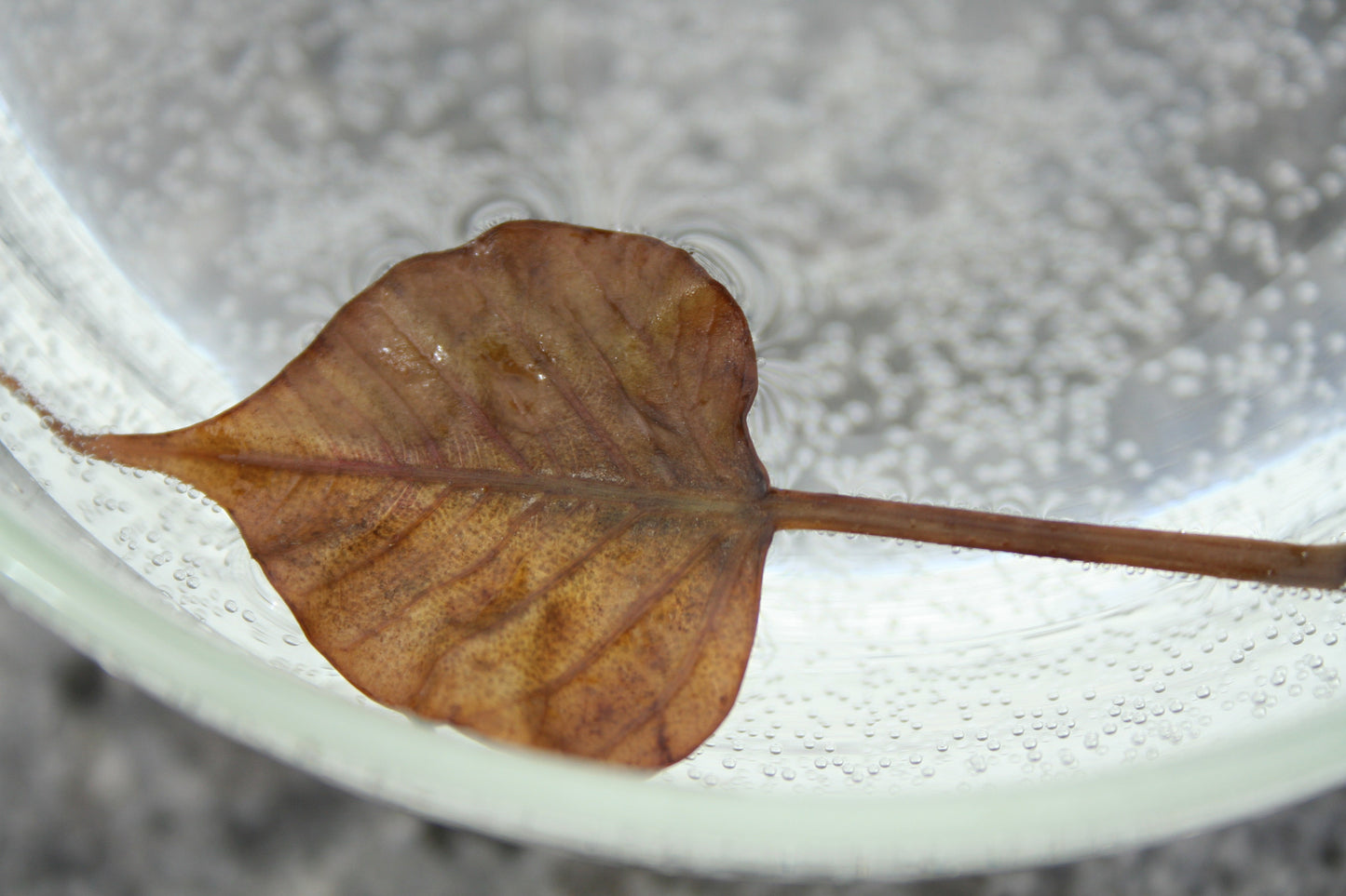 Bodhi Tree