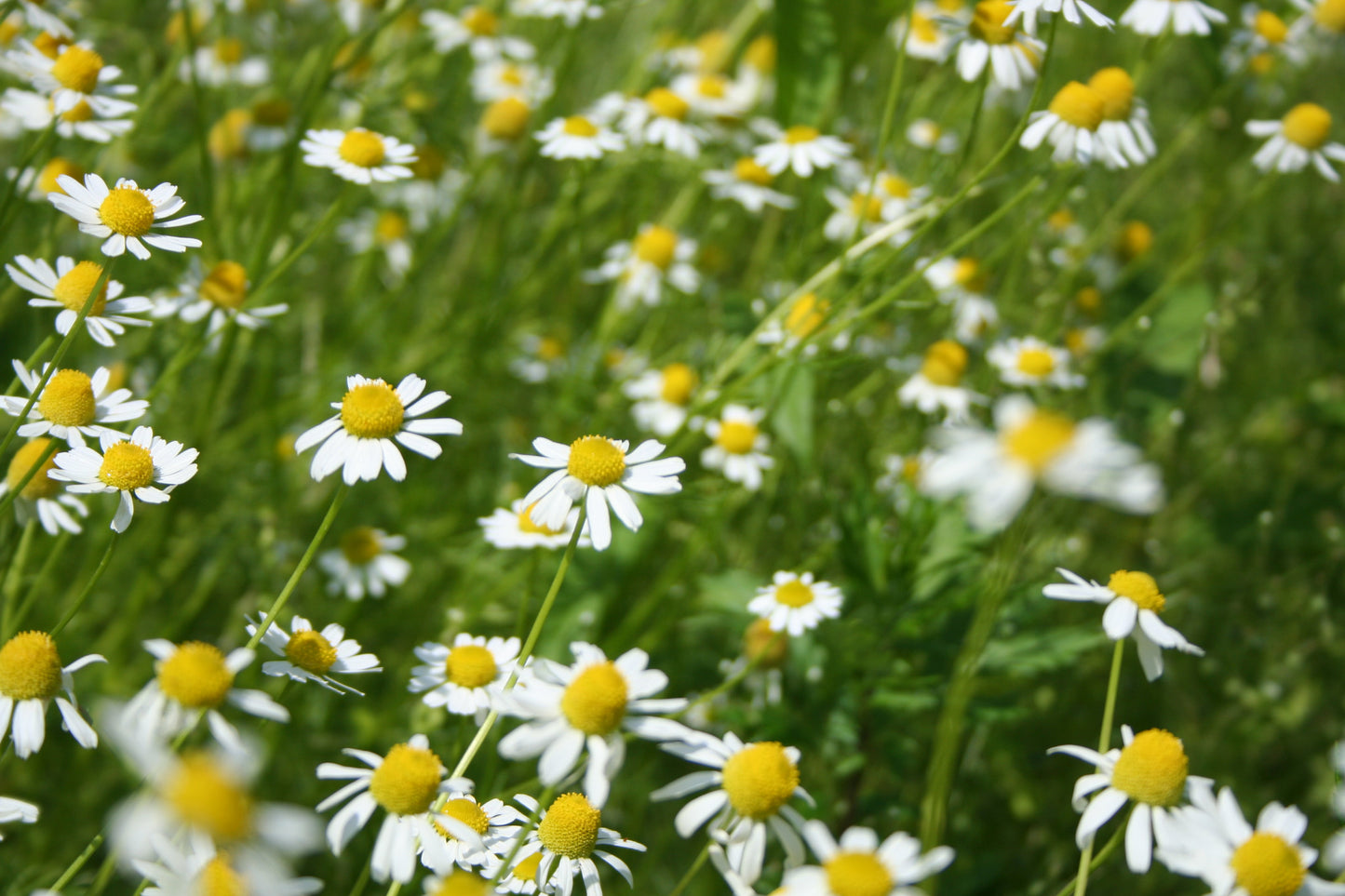 Chamomile (with Emerald)