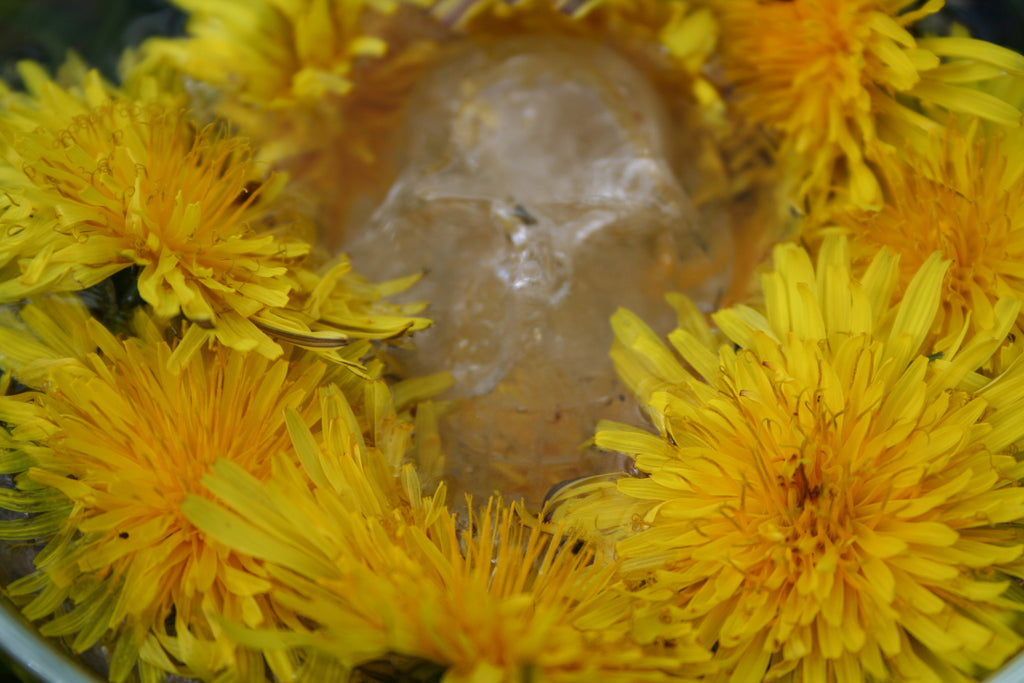 Dandelion Crystal Skull