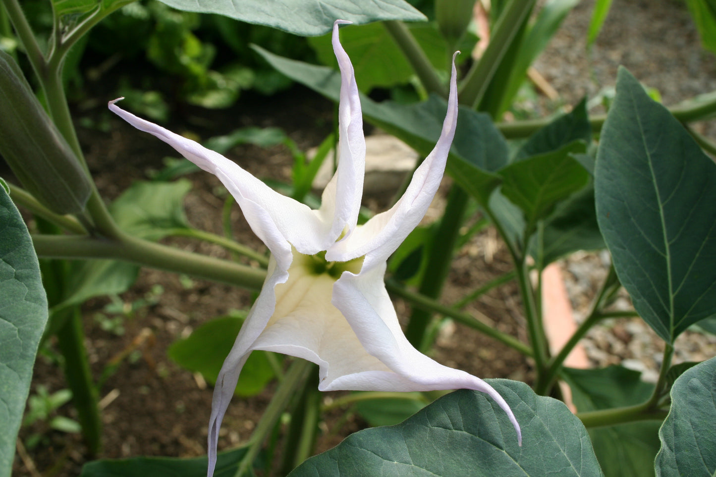 Datura (meteloides)