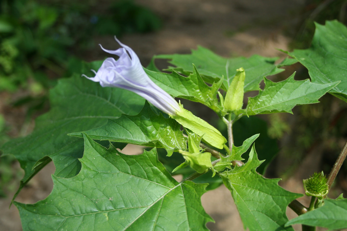 Datura (stramonium)