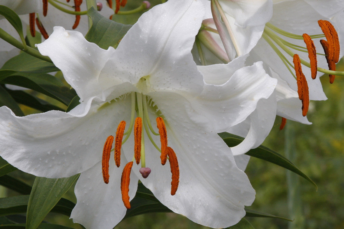 Derrynagittah Lily (Stargazer)