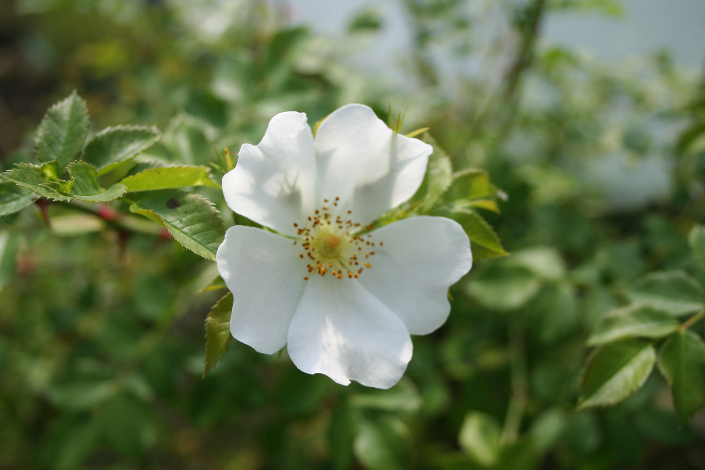 Dog Rose