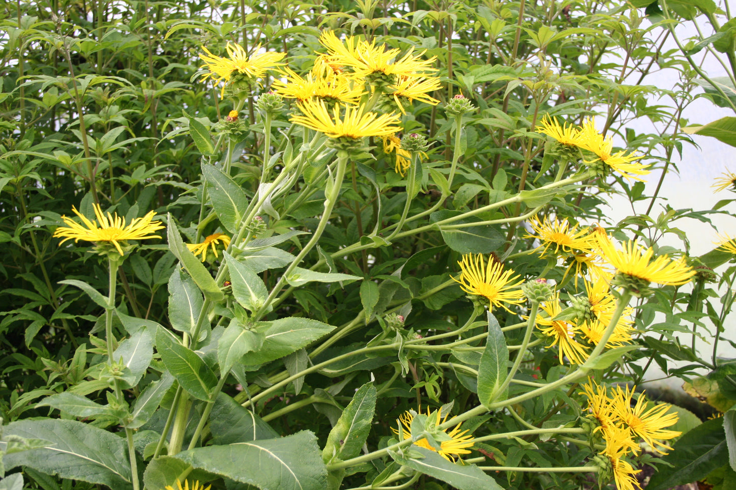 Elecampane (with lawn chamomile)