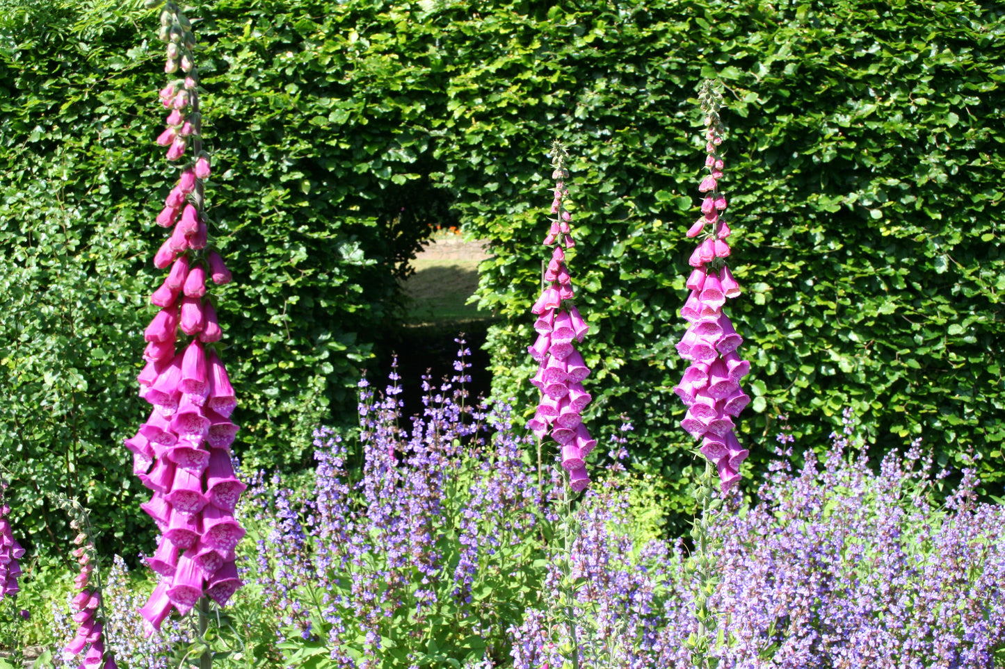 Foxglove