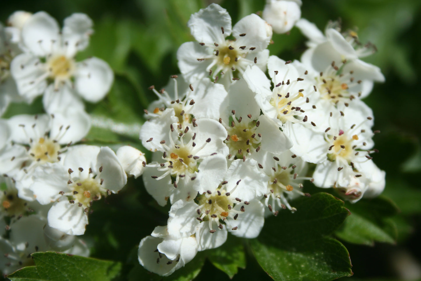 Hawthorn