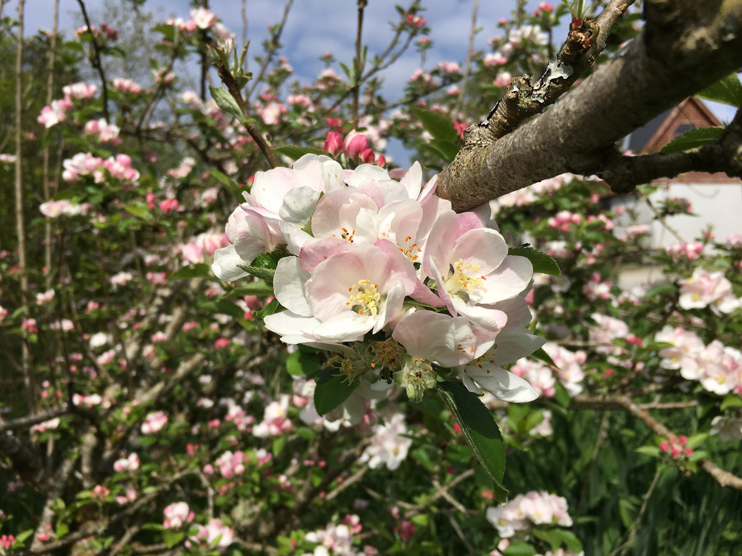 Apple Blossom