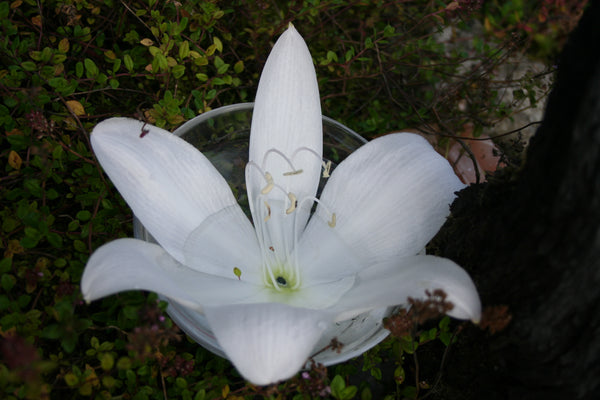 Lily of Transmutation