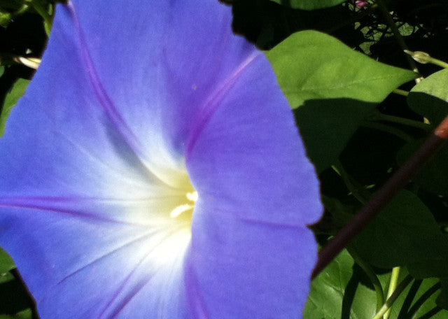 Morning Glory