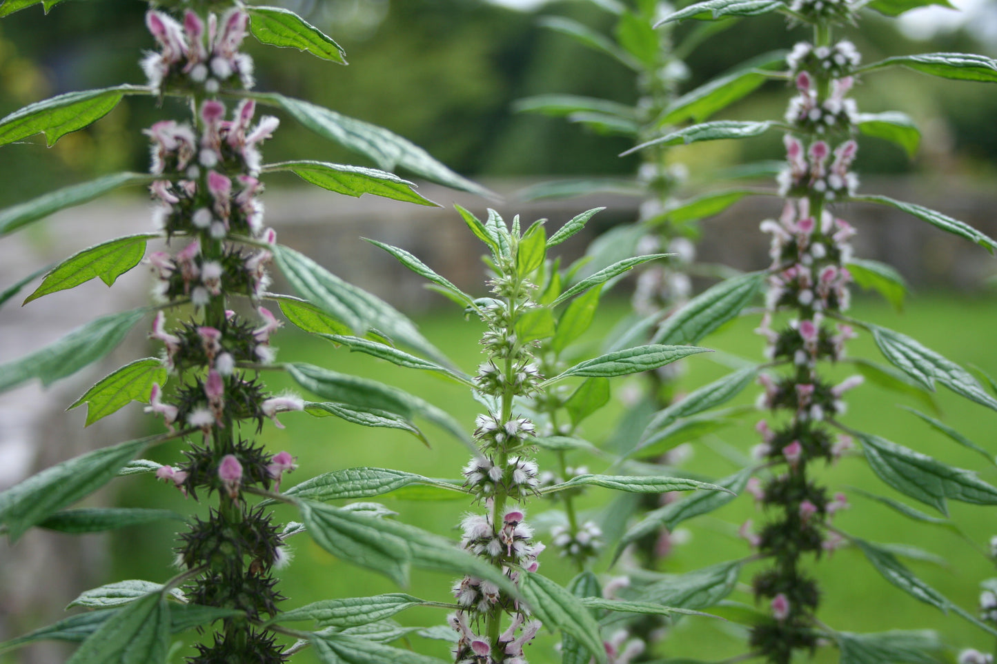 Motherwort