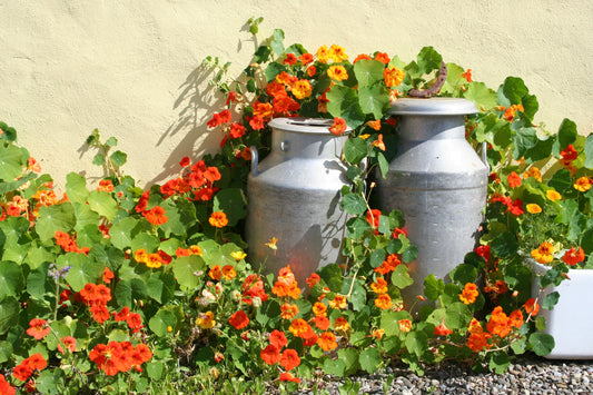 Nasturtium