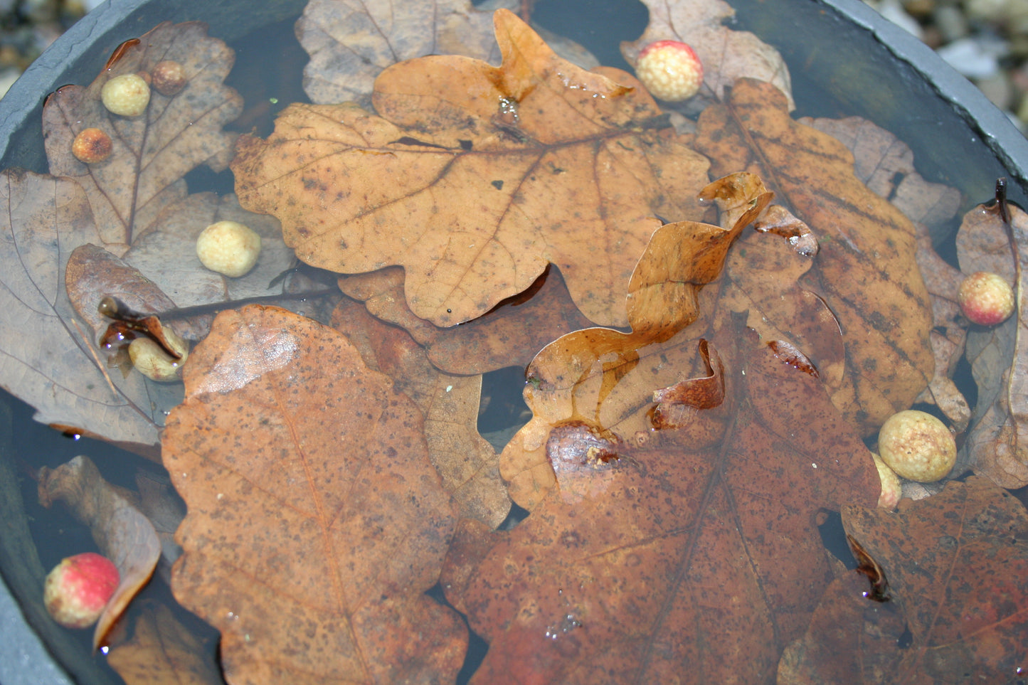 Oak Gall