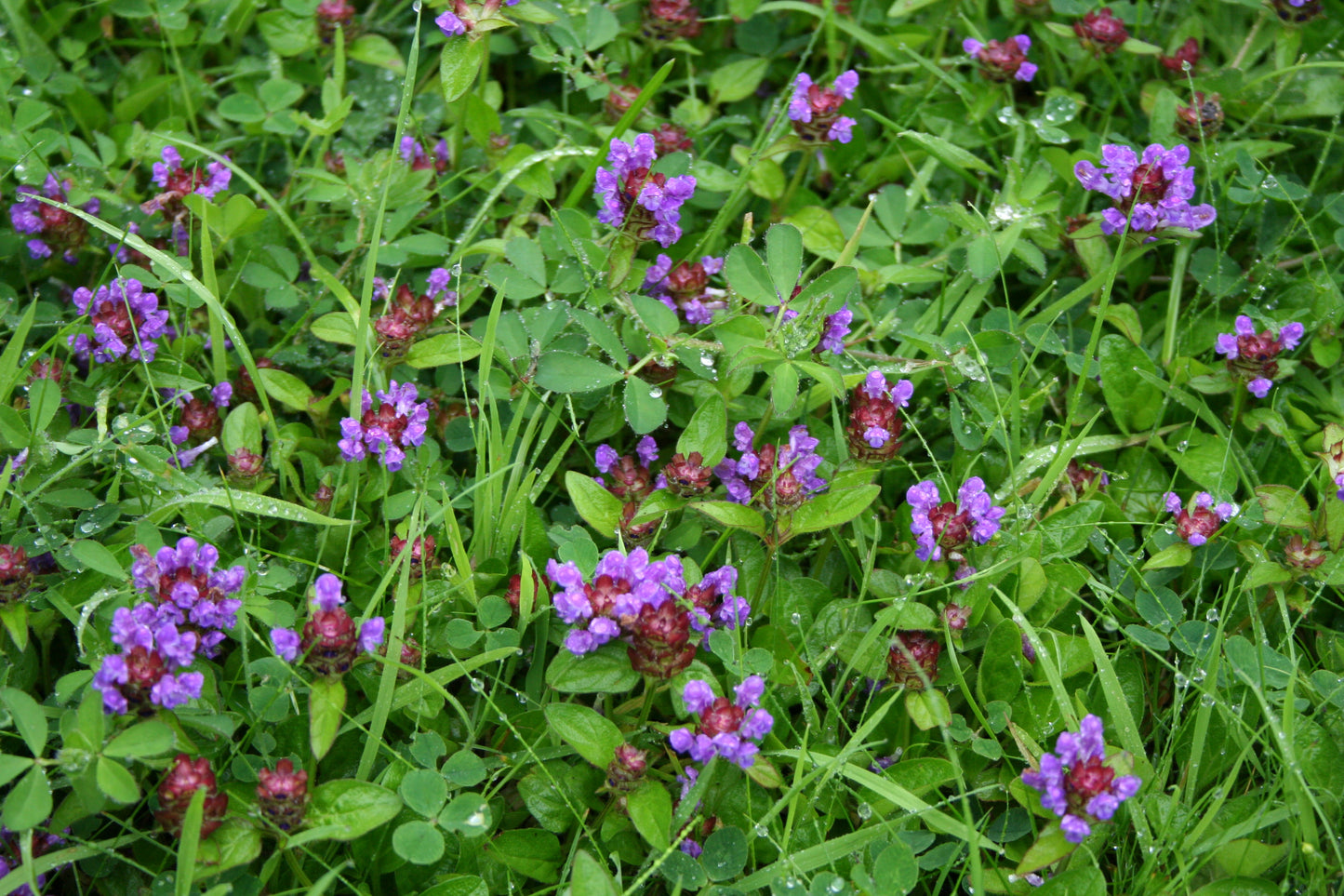 Self-Heal