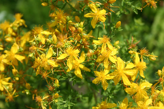 Saint Johns Wort