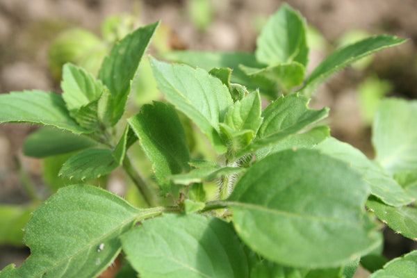 Tulsi (Sacred Basil)