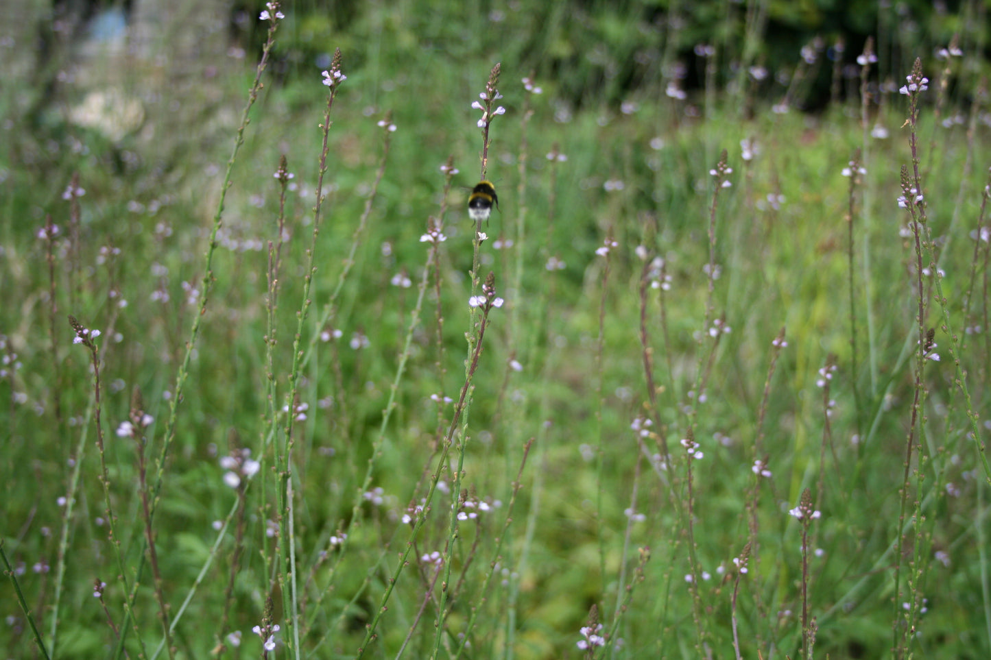 Vervain