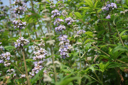 Vitex