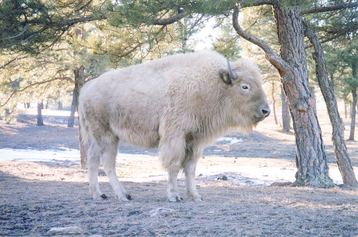 White Buffalo