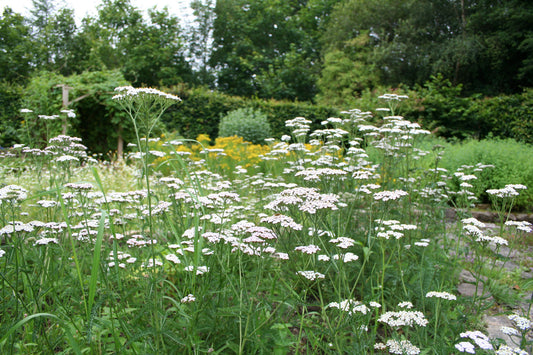 Yarrow