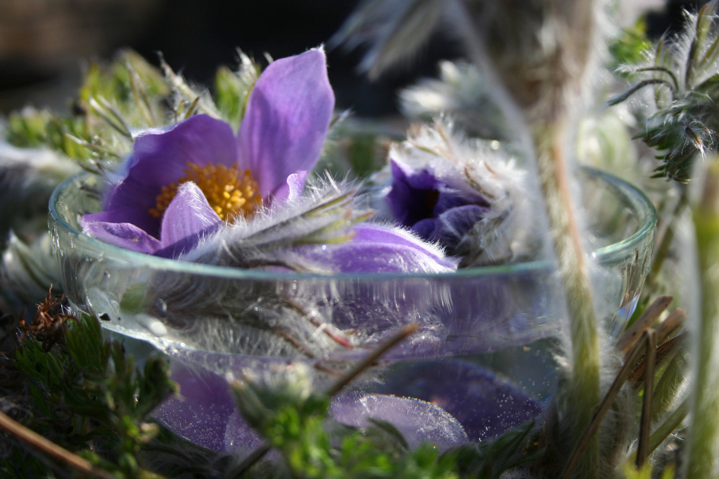 Anemone & Amethyst