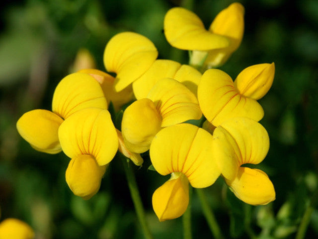 Birds Foot Trefoil