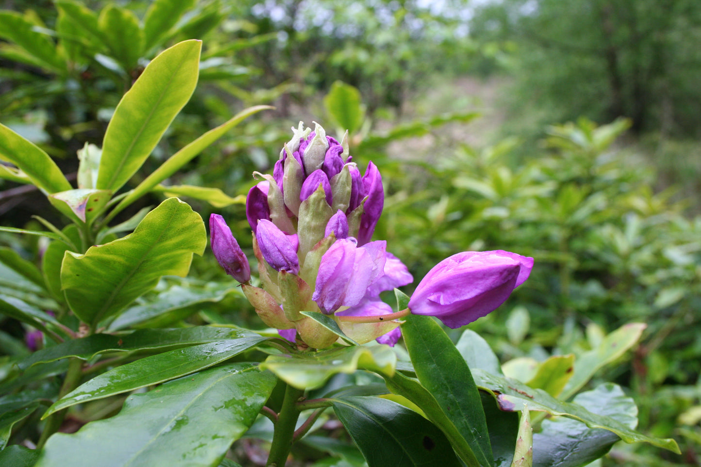 Rhododendron